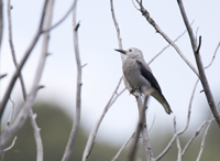 Clarks Nutcracker 3671